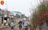 Đào Nhật Tân nở sớm, tràn ngập chợ hoa Quảng Bá